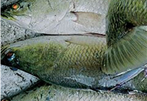 Cá giống