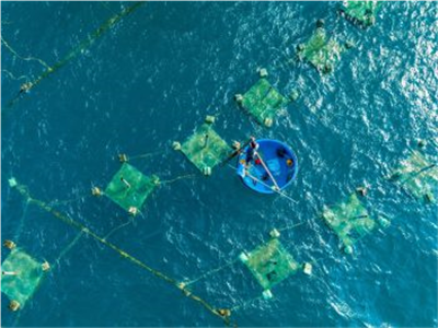 Điều kỳ diệu về công việc làm Thủy Hải sản mà bạn chưa biết